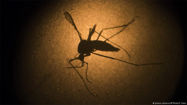 Mosquito _Aedes aegypti_, transmissor do vrus da zika