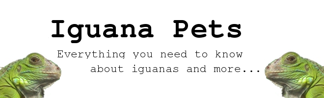 Iguana Pets|Iguana adoption | Pet Iguana Guide | Iguana Pets Care | Iguanas Pet Care |