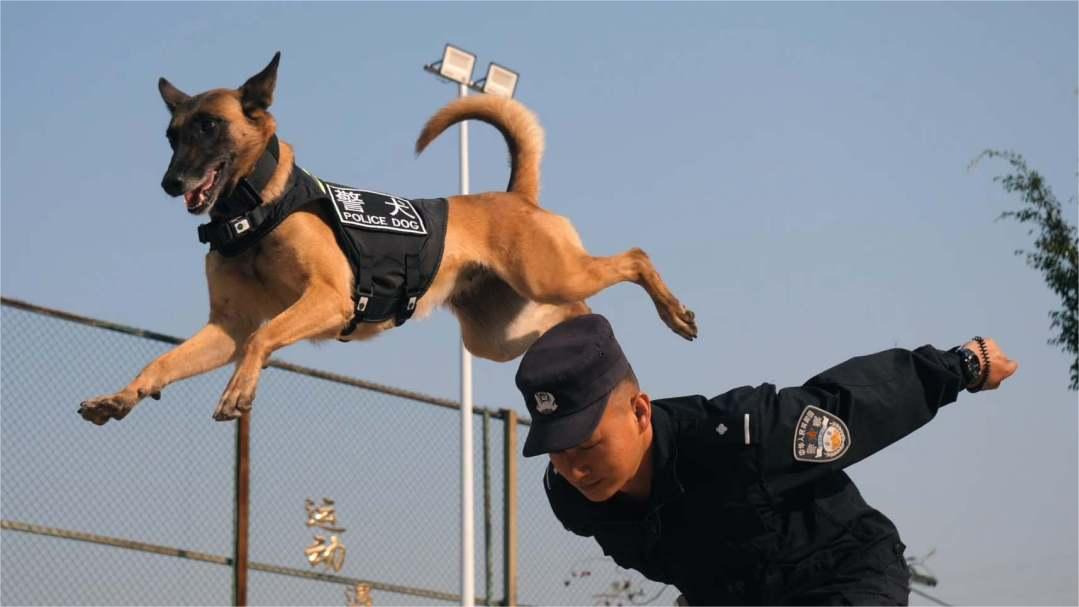 Corgi police dog on patrol