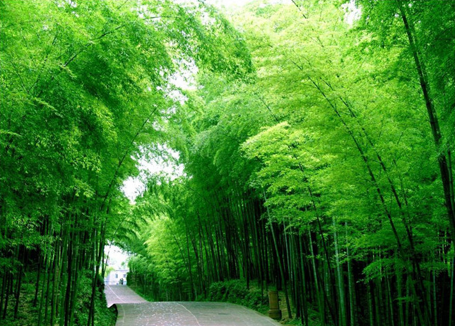 Tranh rừng cây xanh treo phòng giám đốc AmiA TSD 591