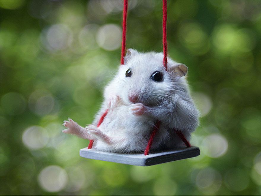 222 Hình ảnh chuột Hamster cute dễ thương và ngộ nghĩnh