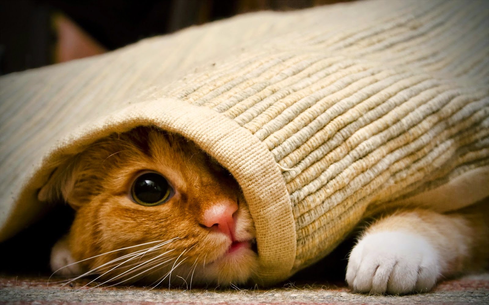 Hình ảnh mèo con dễ thương nhất Tạp chí ảnh đẹp キュートな猫 アメリカンショート 可愛すぎる動物