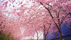Hình ảnh mùa xuân ngày tết 2023 tuyệt đẹp Hình ảnh Thiên nhiên Hoa