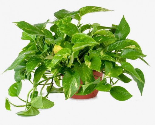 Houseplants That Are Safe for Young Children