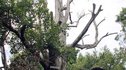 Afo - the world's oldest clove tree 