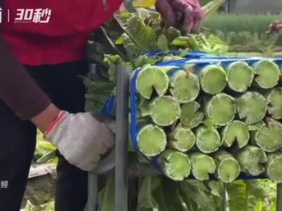 成都彭州100吨蔬菜驰援上海