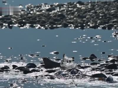 壮观！泸州长江边出现成群鲤鱼产卵