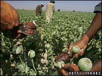 Afghan workers scraping opium sap out of poppies
