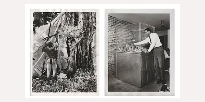 Archive de photographies de presse (Vitrine, 1966 ; Harvest Workers, 1954)
