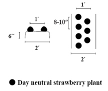 Annual raised bed system of growing day neutral strawberries.