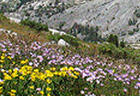 endangered alpine meadow