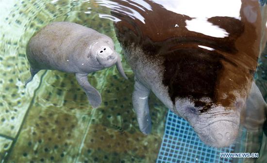 African manatee cub and its mother at Chimelong Ocean Kingdom in Zhuhai