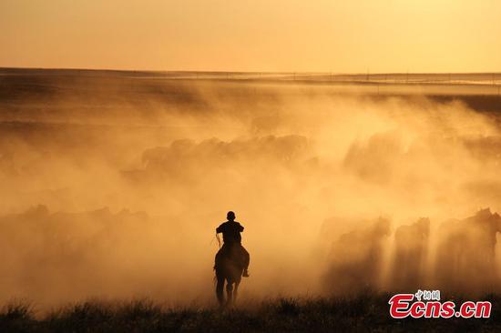 Nomads move livestock to summer pastures in Xinjiang