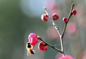 上海:红梅花开引蜂来