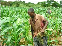 A farmer in a maize field in Zambia
