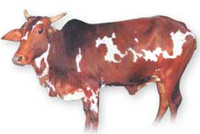 Nimari cow.jpg
