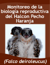 Monitoring of Reproductive behavior of the falco deiroleucus at Tikal Park