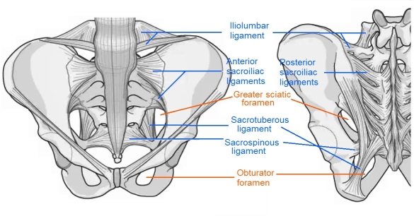 Sacrum ligaments