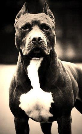 Hình ảnh chó Pitbull đẹp thuần chủng ngầu nhất Trường THPT Kiến Thụy