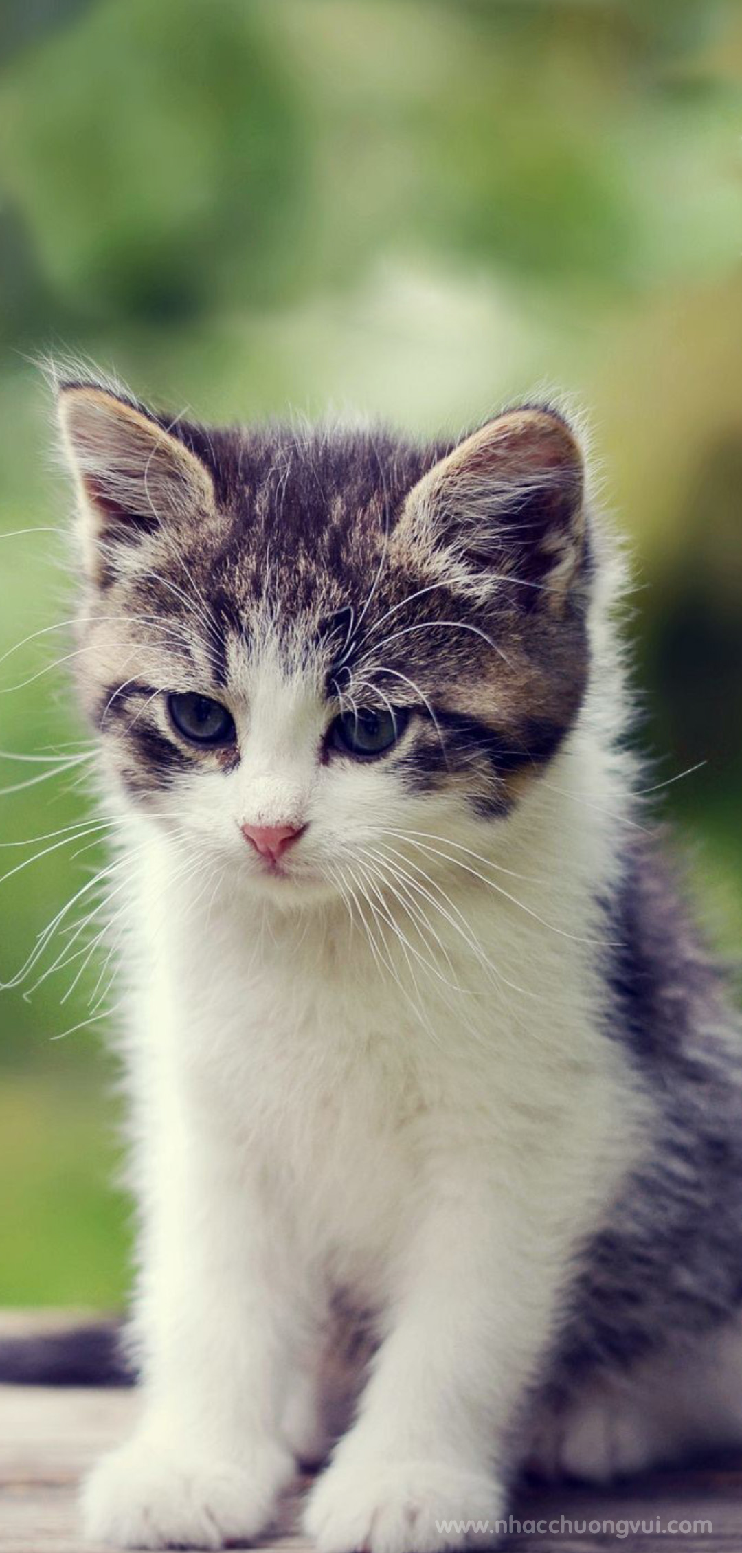 Những Hình Ảnh Mèo Bựa Buồn Cười Lầy Hài Hước Nhất 2022 THCS Võ Thị Sáu