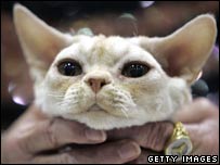 Devon Rex kitten, Cat Fanciers International Cat Show