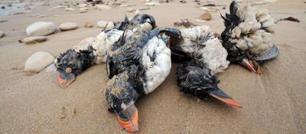 Atlantico: strage di uccelli per le tempeste