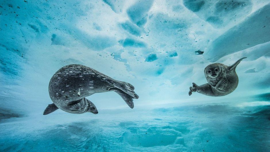 A imagem das focas sob o gelo concorre na categoria Comportamento: Mamferos