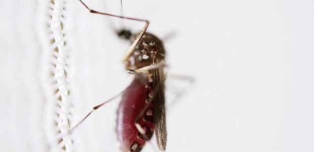Tudo Sobre - O mosquito: Folha analisa o Aedes aegypti e as doenas transmitidas por ele