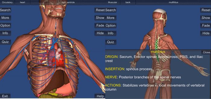 3D-Knochen-und-Organe